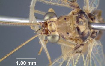 Media type: image; Entomology 26214   Aspect: pronotum dorsal